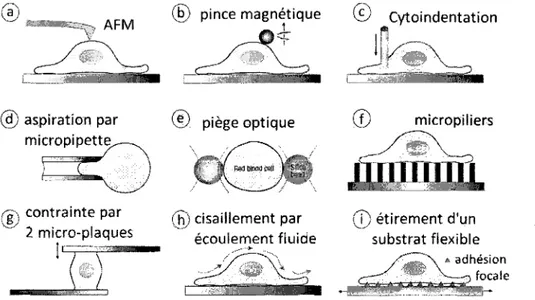Figure 1.9 Resume des methodes de caracterisation mecanique d'une cellule isolee ou de 