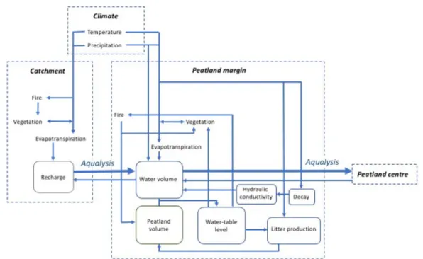 Figure 7: Processes contributing to aqualysis. Inflow from the catchment to the peatland margin, also impeding drainage from the center to the margin of the peatland, may have contributed to the increase in minerotrophy and aqualysis.