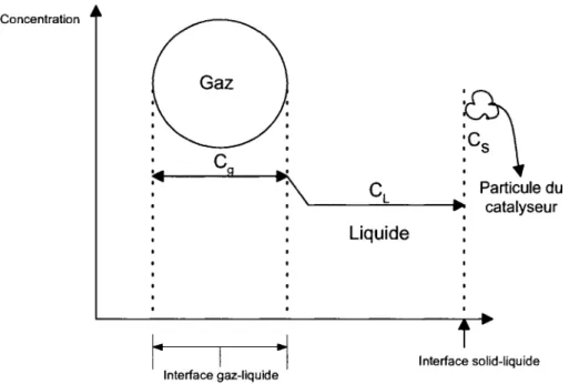 Figure 3.4 Profils de concentration dans une particule situee dans un reacteur a trois  phases 