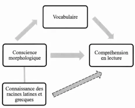Figure 2.4  Conscience  morpholo_gique Connaissanc~e  des racineslatine_s et gre_c~que_s  Vocabulaire  Compréhension en lecture 