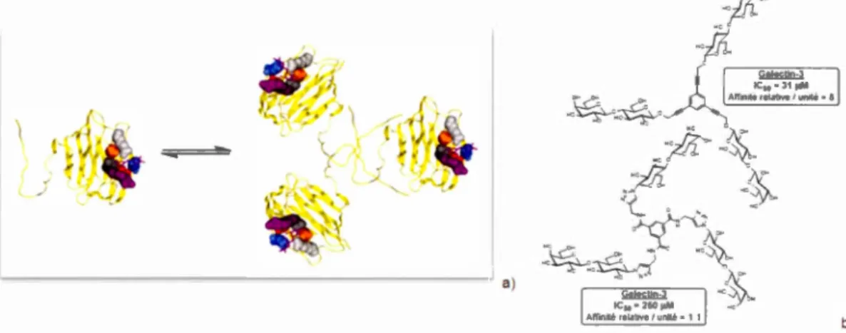 Figure  1.17  a)  R e pr ése nt a ti o n d e  l a fo rm e  chim è r e  d e  l a ga l ec tin e-3  hum a in e 