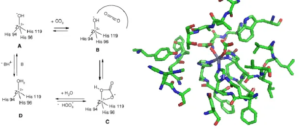 Figure 1.9 : Mécanisme réactionnel et structure du site actif de l'enzyme Carbonique  Anhydrase 