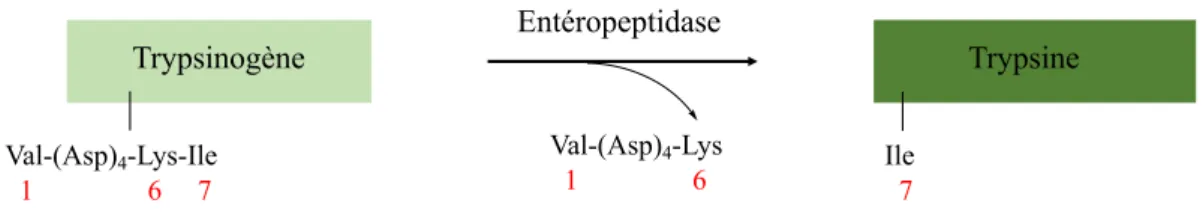 Figure  5 Passage  d’une  forme  inactive  à  une  forme  active  –  L’exemple  de  la  conversion du trypsinogène (forme inactive) en trypsine (forme active) après clivage