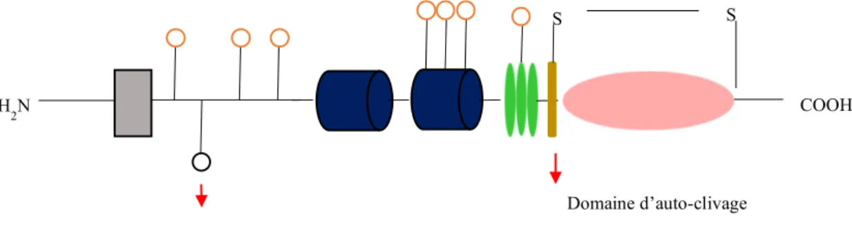 Figure 15 Domaines structurels de matriptase-2 (Adapté de Ramsay et al., 2008 22 ) -  Les sites de N-glycosilation sont présentés en orange et la cystéine non appariée en noir