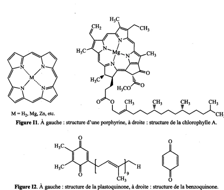 Figure II. À gauche : structure d'une porphyrine, à droite : structure de la chlorophylle A