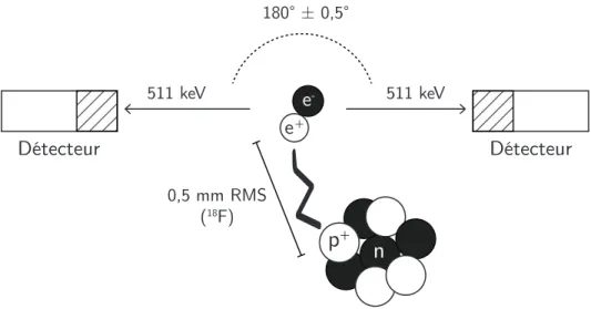 Figure 2.1 Désintégration β + suivie de l’annihilation du positron en deux pho-