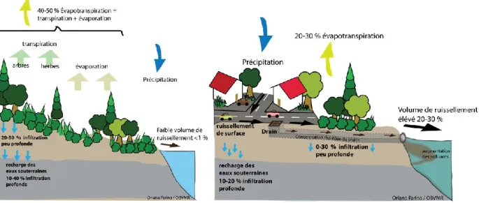 Figure 1.1. Volume de ruissellement associé aux milieux naturels (gauche) et aux milieux urbanisés  (droite) (tiré de : Organisme de bassin versant Matapédia-Restigouche, 2015) 