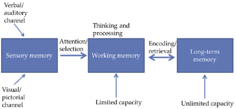 Figure  2  :  Passage  de  l'information  auditive  et  visuelle  dans  la  mémoire sensitive vers la mémoire de travail afin d'aboutir dans la  mémoire à long terme