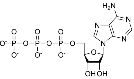 Figure 2.1: representation of an ATP molecule