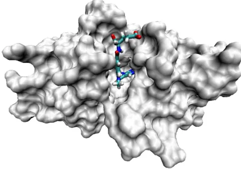 Figure 2.2: 3D structure of a protein (DHFR) with its ligand (methotrexate)