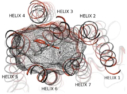 Figure 3.5: Binding pocket. Representation of the binding pocket of β2-adrenergic receptor (in red) and bovine Rhodopsin (in black) viewed from the extracellular surface