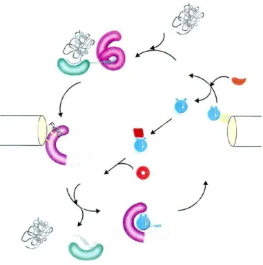 Figure 2 Le cycle d’import d’une protéine NLS. D’après (42). Imp : importine. (a) prise en charge de la 