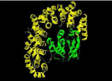 Figure 7 Structure de l’importine  β β complexée avec RanGTP. D’après (62). L’importine β est représentée en  β β jaune et RanGTP en vert