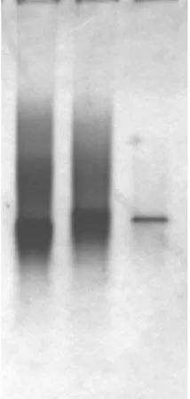 Figure 13 Analyse sur gel TBE (Novex) des oligonucléotides. Gel TBE 20%, migration 180V, 1h dans du 