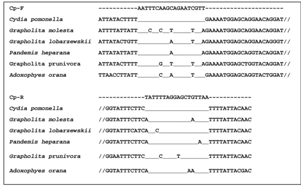 Figure  II.1 :  Alignement  des  séquences  des  amorces  du  carpocapse  de  la  pomme  Cp-F  et  Cp-R  et  des  séquences  du  carpocapse  de  la  pomme,  de  la  tordeuse  orientale  et  d’autres  micro-lépidoptères  proches  génétiquement