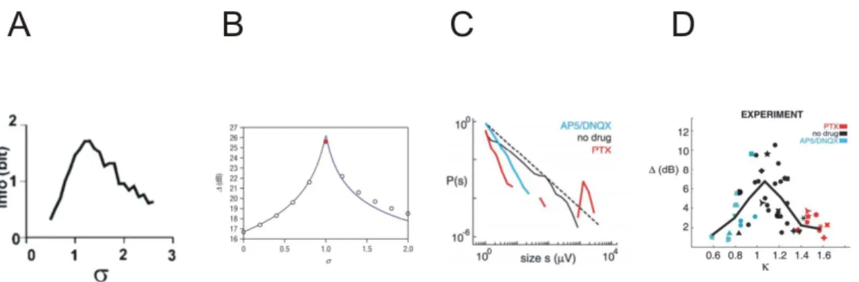 Figure 1.10: A: Transmitted information (Info) peaks near sigma=1. Adapted from Beggs and Plenz (2003)