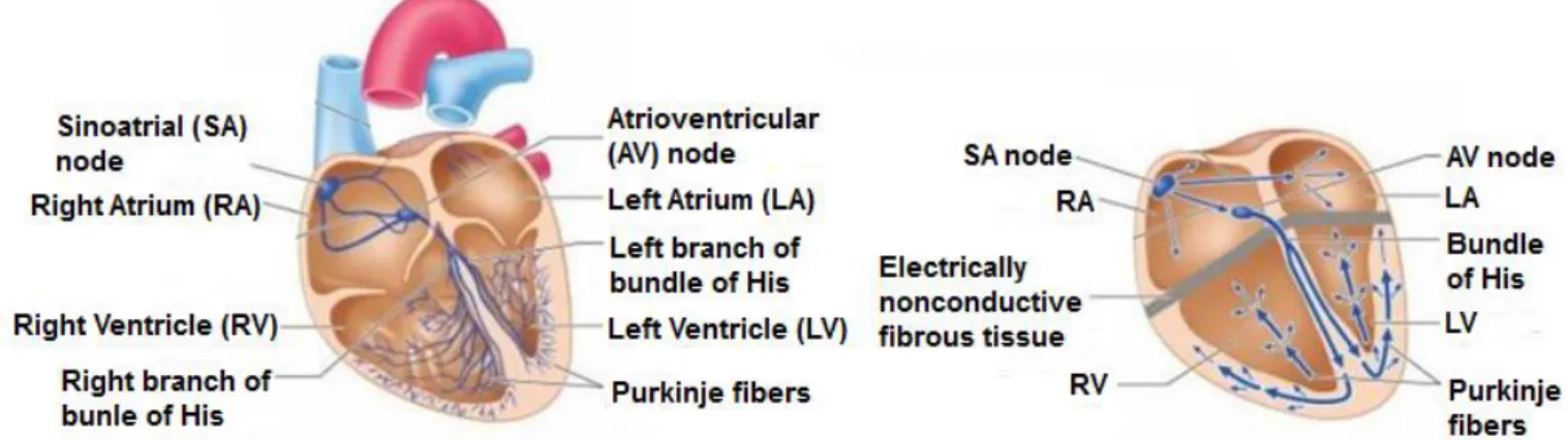 Figure 0-1: système de conduction du cœur 