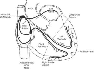 Figure 2-1: Heart Chambers [6] 