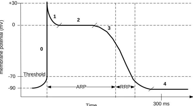 Figure 2-6 shows the five phases (0 to 4) of an action potential waveform and how the membrane  potential  varies  within  each  phase