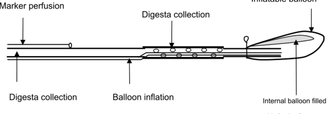 Figure 1.  Naso-intestinal tube used for ileal digesta collection in humans .
