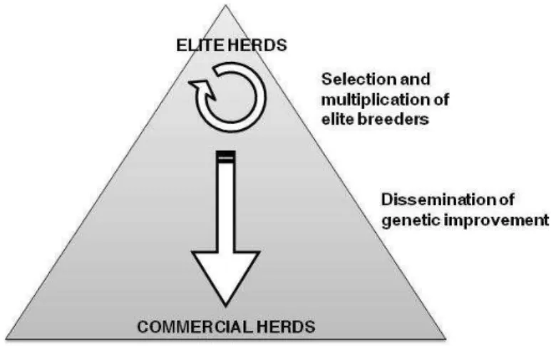 Figure  1-1 :  Schematic  representation  of  the  structure  of  livestock  breeding  industry  in  developed  countries