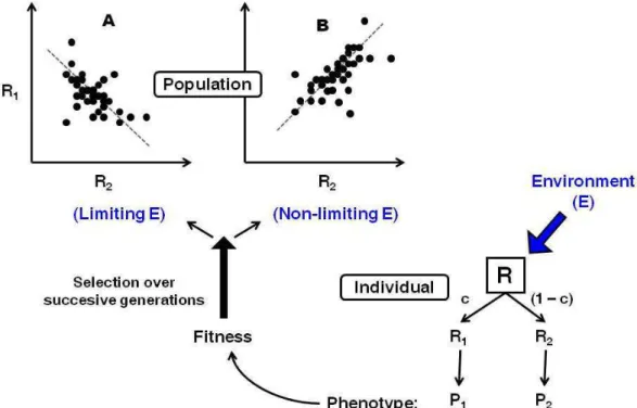 Figure 1-3: An individual model of resource allocation between two traits (A and B) and its consequences,  at the population level, on the relations between traits and under two scenarios of variation in acquisition  (R) and allocation (c)