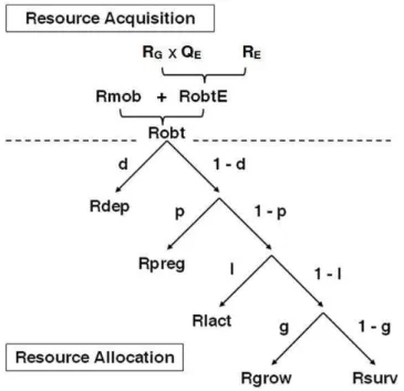 Figure 2-3 : Schematic representation of the resource acquisition process and the hierarchy of resource  allocation between functions