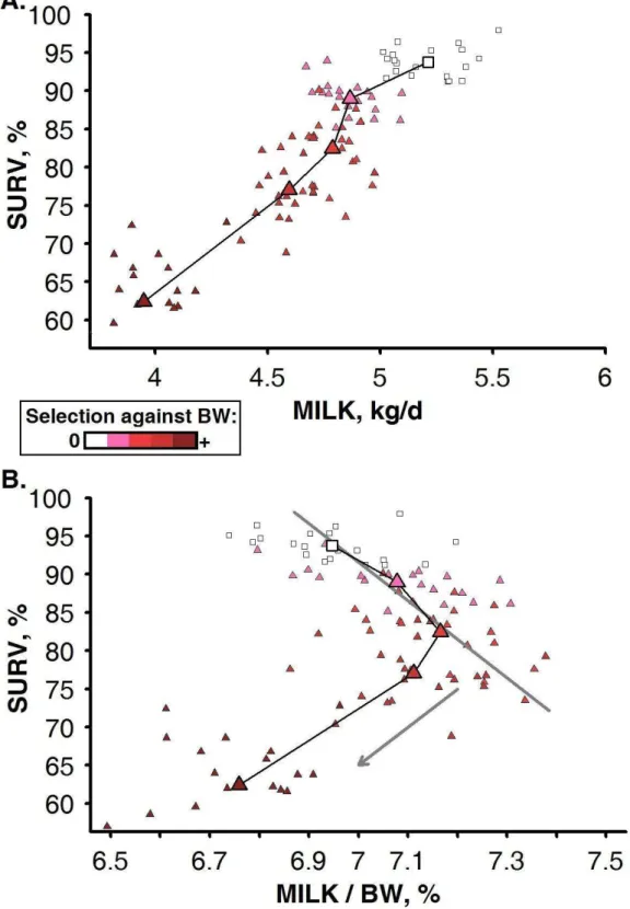 Figure 3-4 : Relationships between the herd survival rate (SURV) and milk production, estimated as the  average peak milk yield (MILK) alone (A) or relatively to the average body weight (MILK / BW) (B), when  selecting for milk yield alone (white square; i
