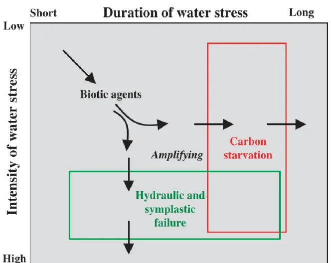 Figure 2.2 : Diagramme théorique basé sur les relations entre intensité de la contrainte hydrique  (intensity of water stress) et la durée temporelle d’une contrainte hydrique (duration of water  stress)