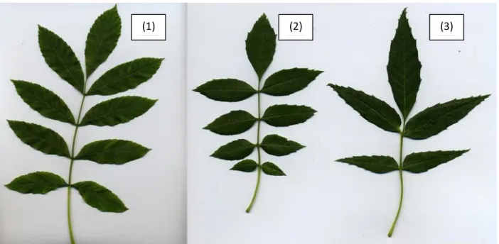 Figure 7. Photos de feuilles de frênes adultes d’âge indéterminé (avec pétioles) recoltées le  long de la Loire représentant les différences de morphologie foliaire.(1) F.excelsior, (2) Hybride  (3) F.angustifolia 