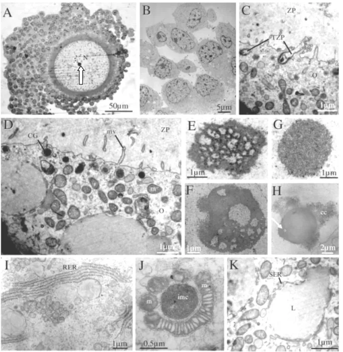 Figure 13 : Complexe cumulo-ovocytaire canin au stade pré LH. A : Coupe semi-fine  d’un ovocyte à noyau central (N)