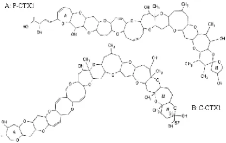 Figure 8 : Structure des ciguatoxines 