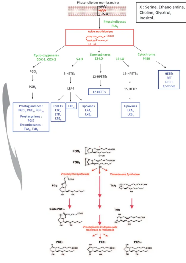 Figure 9 : Métabolisme de l’acide arachidonique 