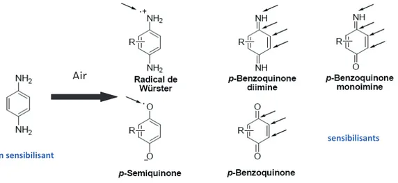 Figure 4 : Produits d’oxydation de la para-phénylènediamine 