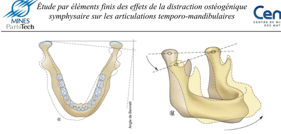 Figure 22 : mouvements de latéralité mandibulaire d’après Dargaud et al. [22].  9.  Muscles masticateurs 