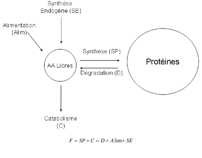 Figure 8 Représentation schématique du modèle à deux compartiments et mesure du flux corporel  (F) d’un acide aminé (Cayol, 1995)