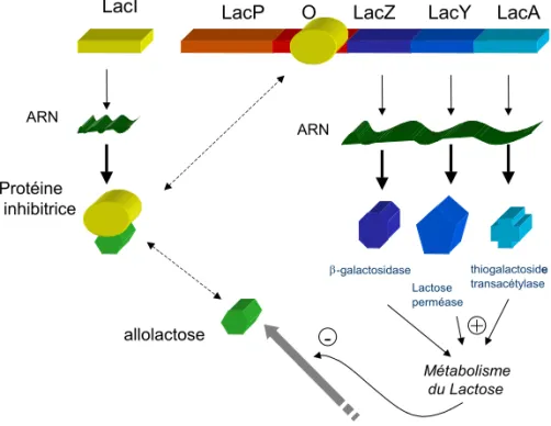 Figure 2 : Modèle de l'Opéron Lactose chez E. coli. 