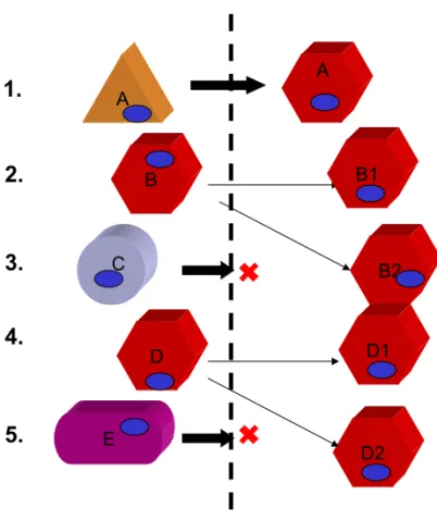 Figure 5 : L'hypothèse endodarwinienne. 