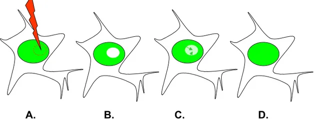 Figure 9 : Technique de FRAP.