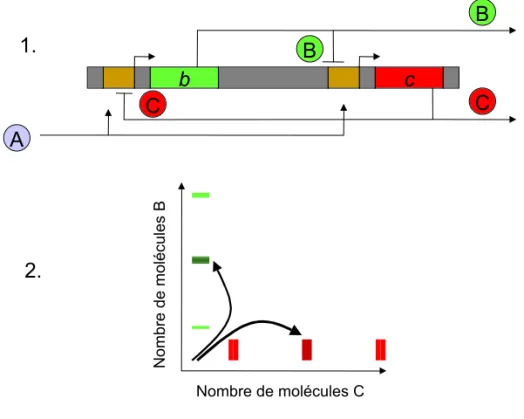 Figure 10 : Équilibre bistable. 