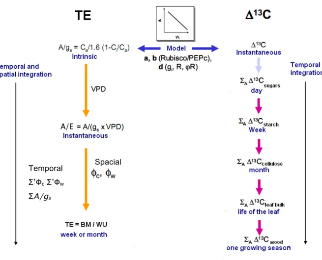 Figure 7.  Theoretical relationship between transpiration efficiency measured at different  integration levels