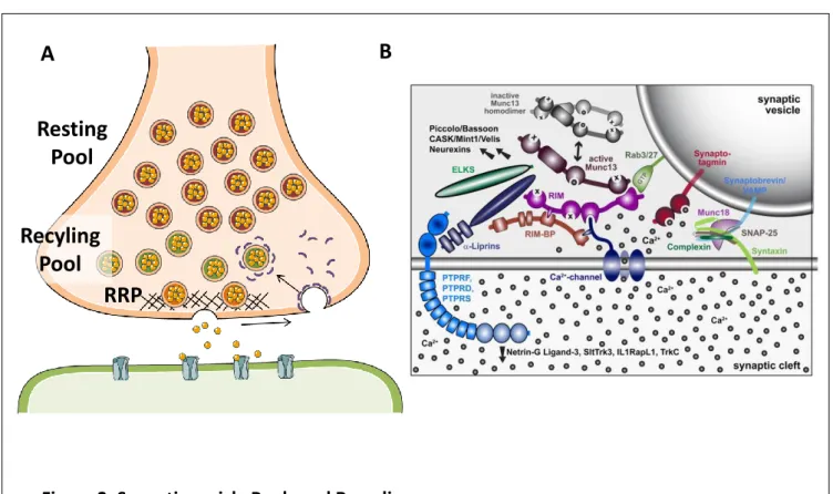 Figure 2. Synaptic vesicle Pools and Recycling 