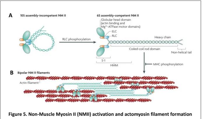 Figure 5. Non-Muscle Myosin II (NMII) activation and actomyosin filament formation  (A) Phosphorylation of the NMII regulatory light chain (RLC) is required to unfold NMII into an  assembly competent formation