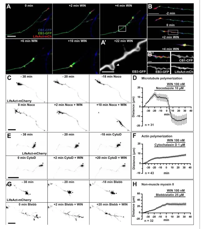 Figure 2. CB1R-induced retraction is mediated by non-muscle myosin II dependent actomyosin contraction