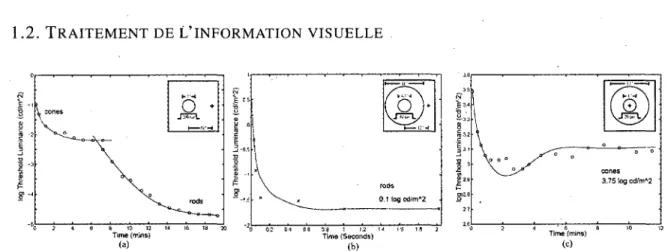 Figure 1.8 - (a) 1'adaptation a l'obscurite des batonnets et des cones, (b) 1'adaptation a la  lumiere des batonnets, (c) 1'adaptation a la lumiere des cones