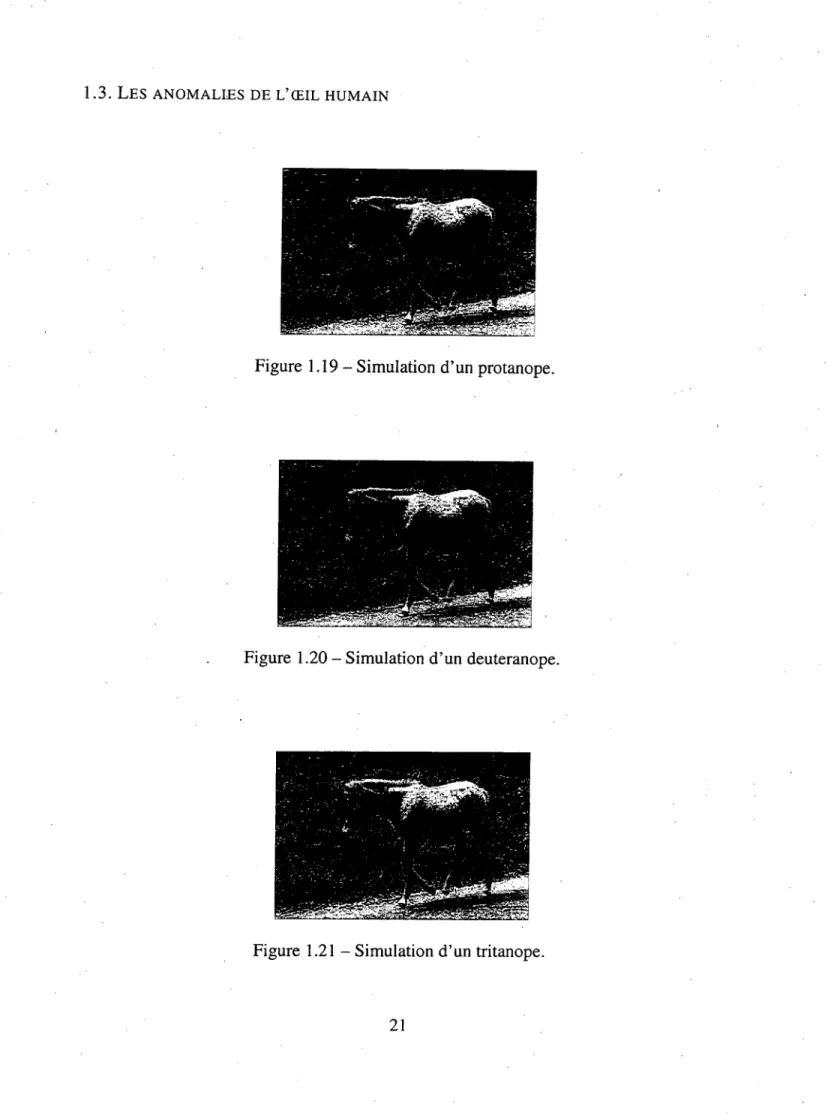 Figure 1.19 - Simulation d'un protanope. 