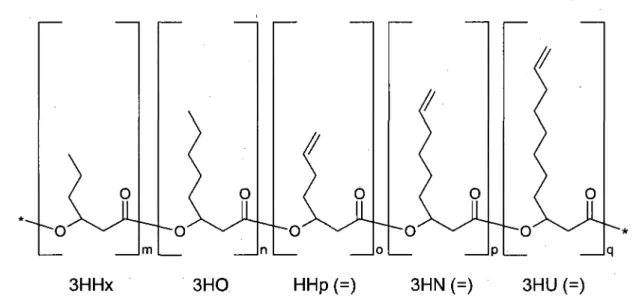 Figure 1.5: Structural formula of PHOU. 3HHx: 3-hydroxyhexanoate; 3HO: 3- 3-hydroxyoctanoate;  3 H H p ( = ) : 3-hydroxyhept-6-enoate;  3 H N ( = ) : 3-hydroxynon-8-enonate;  3 H U ( = ) : 3-hydroxyundec-10-enoate
