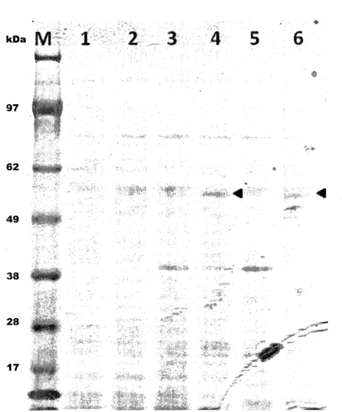 Figure 3.3: SDS-PAGE (4-12%) of M. extorquens cell-free extracts from shake flask cul-