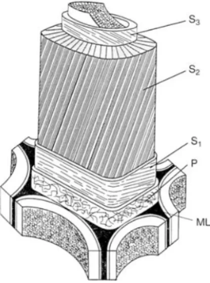 Figure  1.3  :  Schéma  de  la  structure  de  la  paroi  cellulaire  secondaire  avec  agencement  de  l’angle  des  microfibrilles  des  différentes  couches  S  (S1,  S2  et  S3)