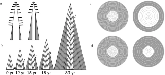Figure 1.4.  Determination of the transition point between juvenile (white) and mature  wood (gray) based on (a) The position of the live crown; (b) Cambial age